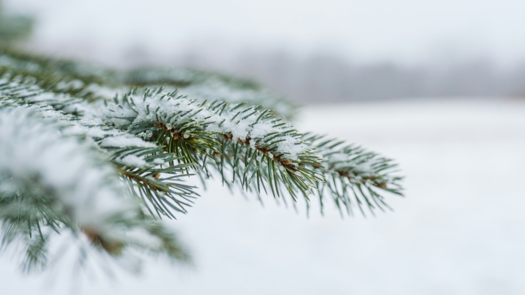 pine needles
