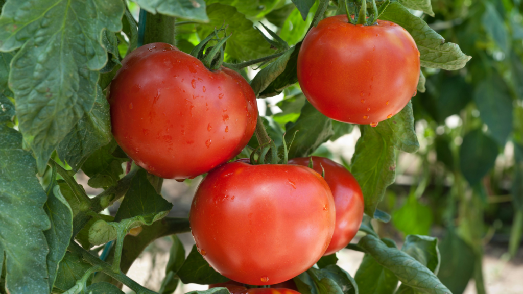 tomatoes
