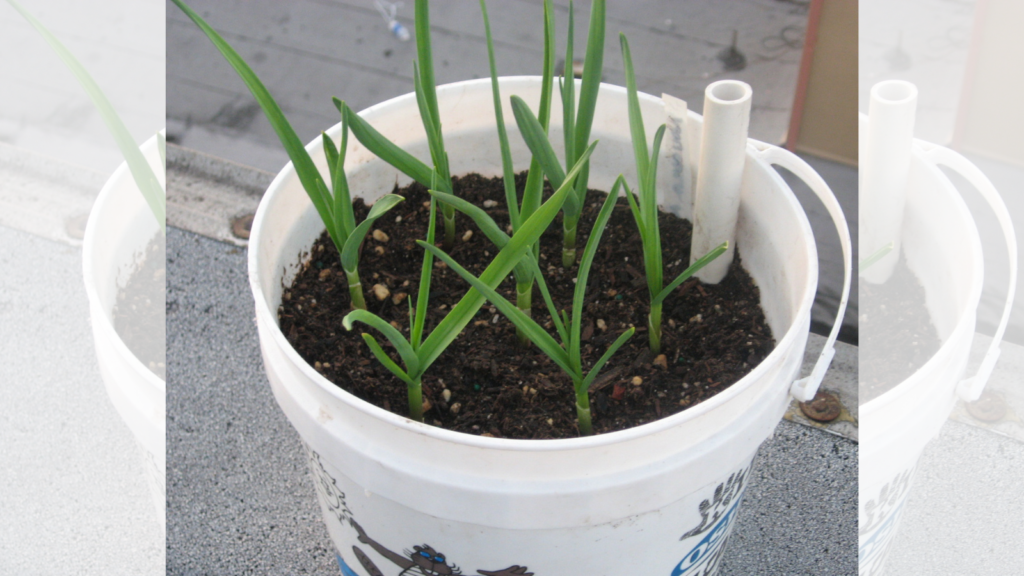 garlic in container
