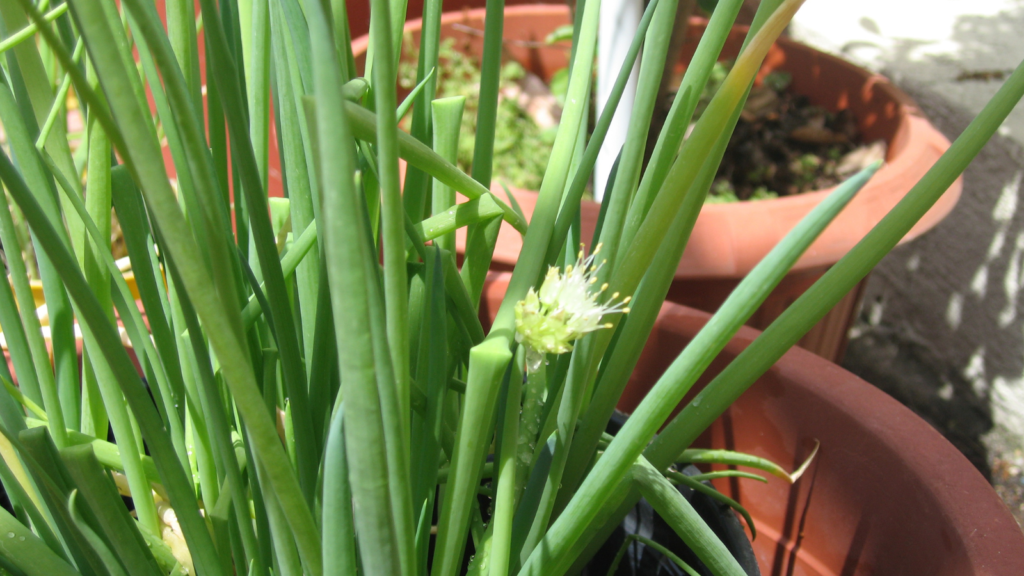 growing green onion
