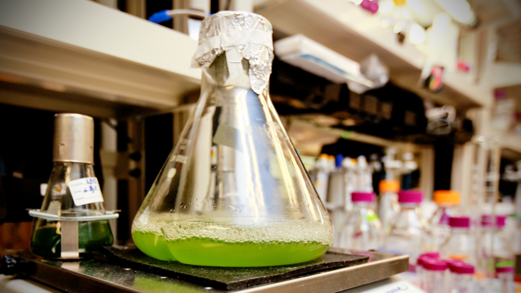 algae bioreactor