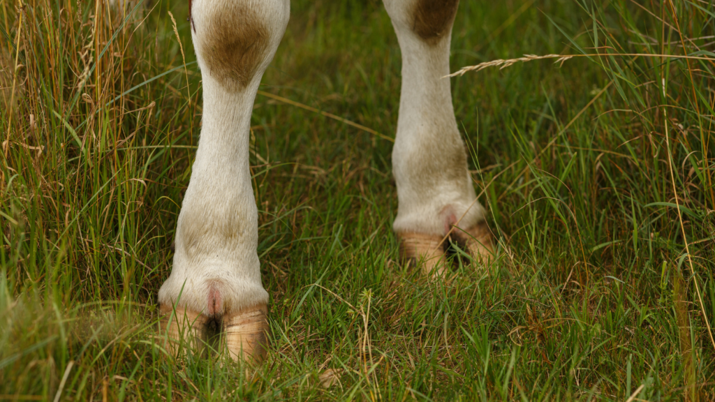 Goat hooves