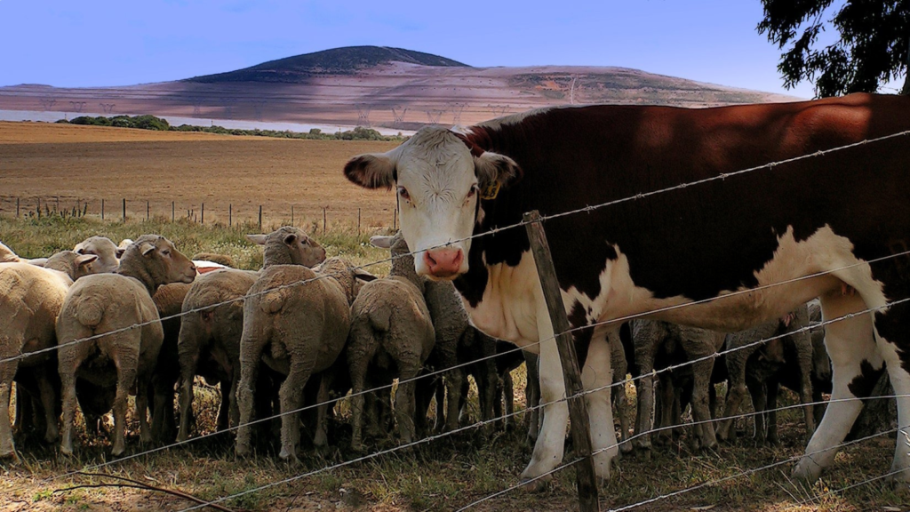 sheep and cow
