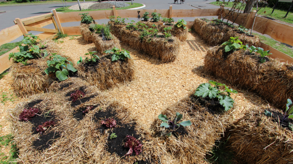 Straw Bale Gardening
