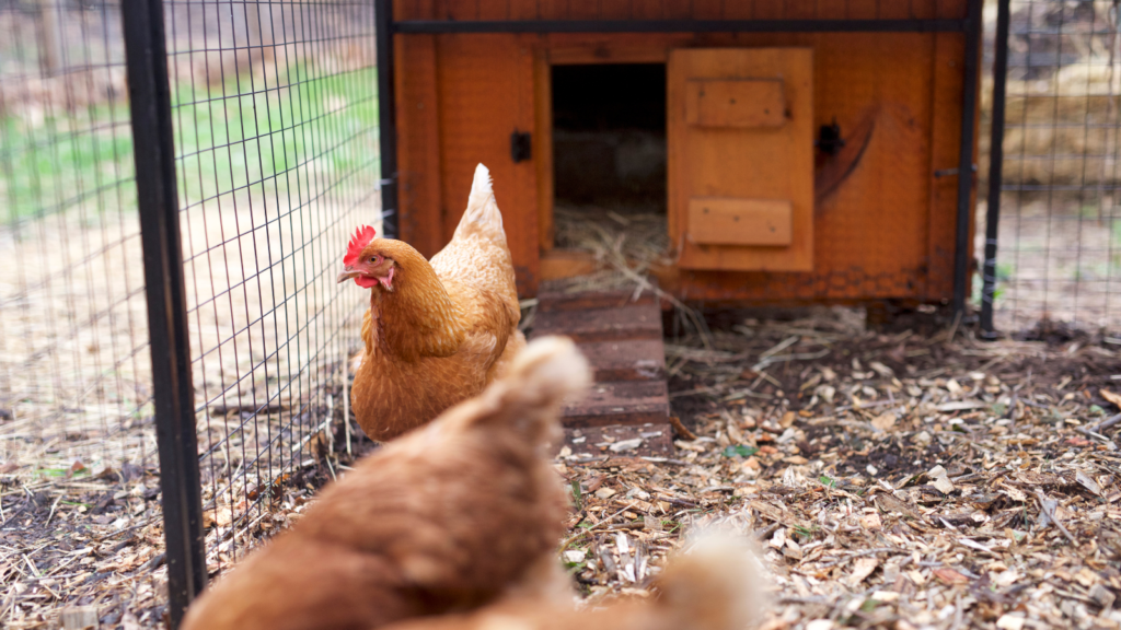 chicken coop
