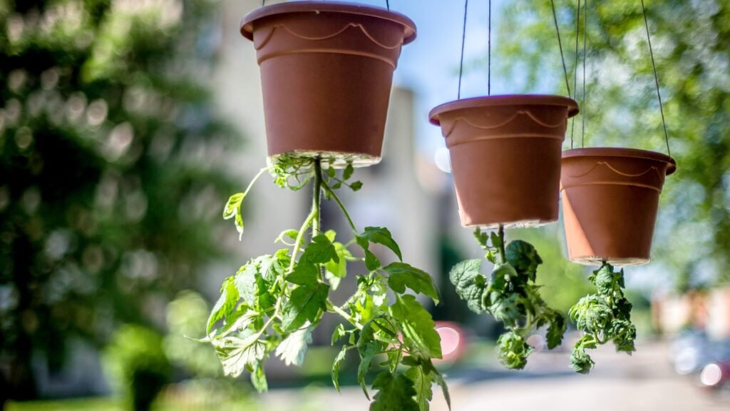 Upside-Down Planting