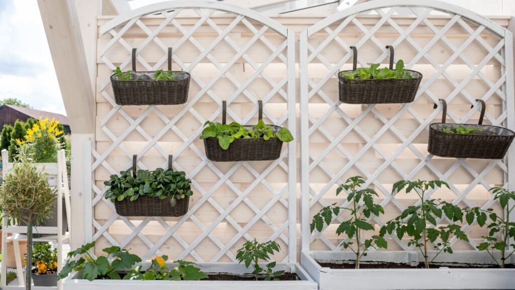 Garden vegetables sunlight