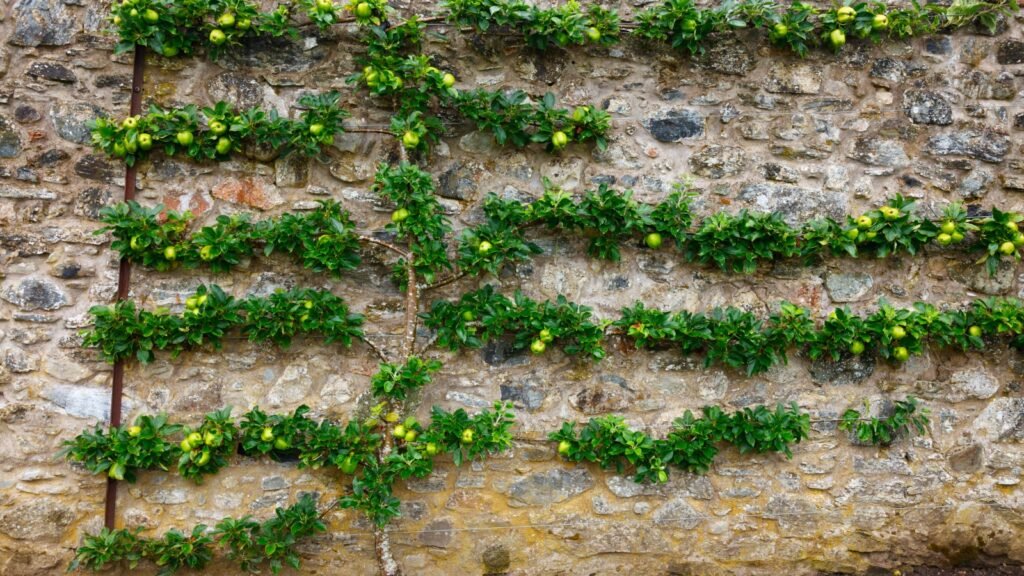 Espaliered Fruit Trees