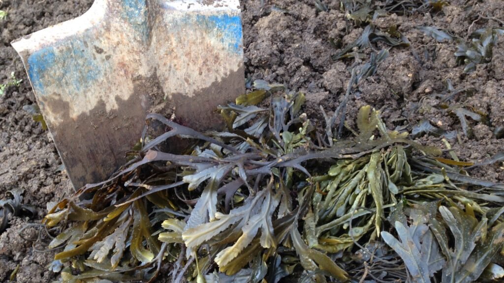 Seaweed Fertilizer