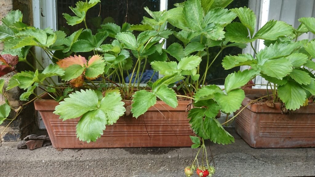 Window Boxes Garden