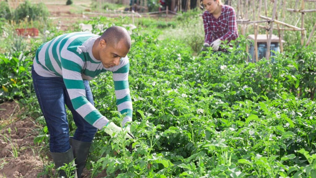 Handpicking