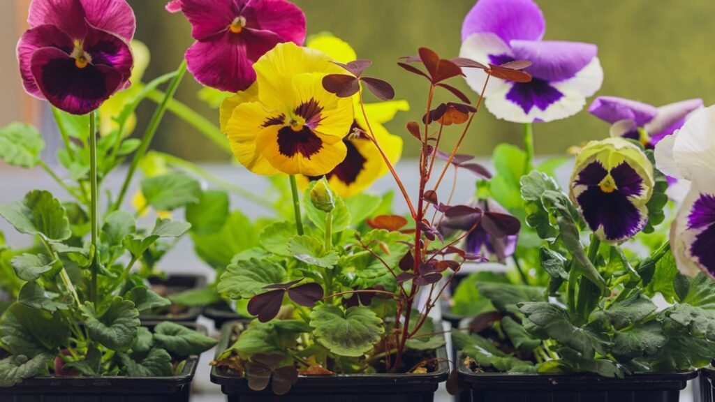 Edible Flowers