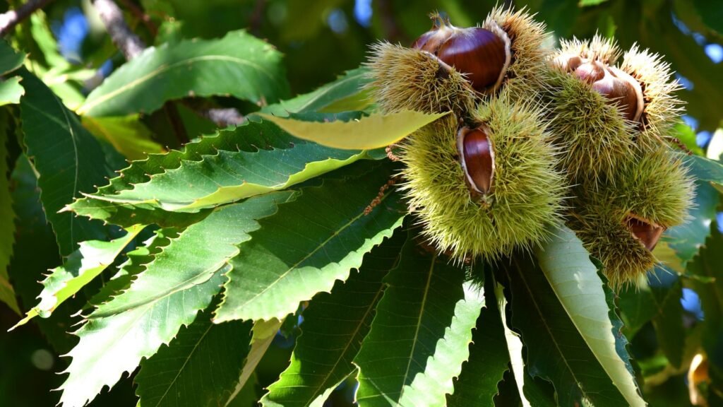 Chestnuts