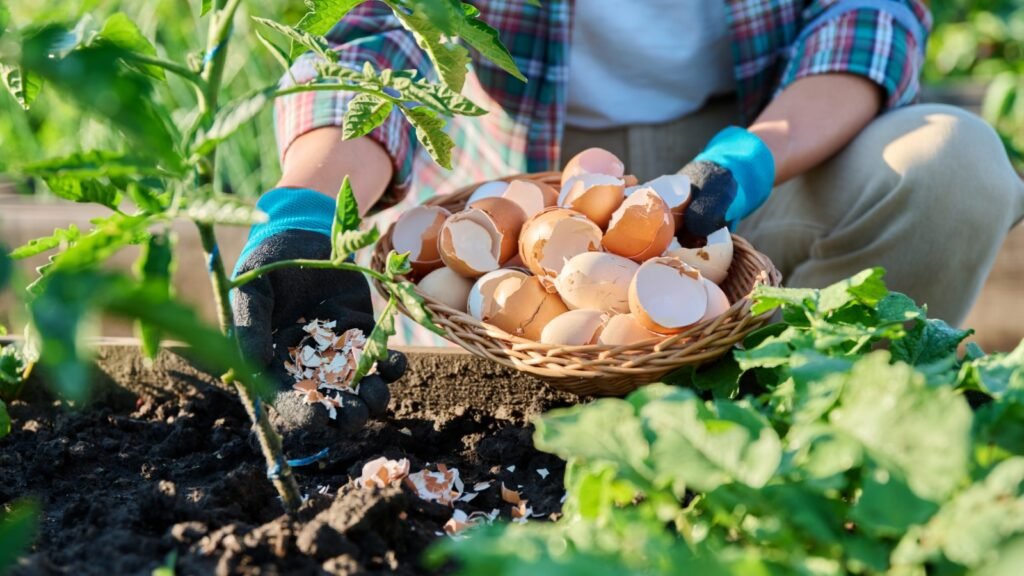 Eggshell fertilizer for plants