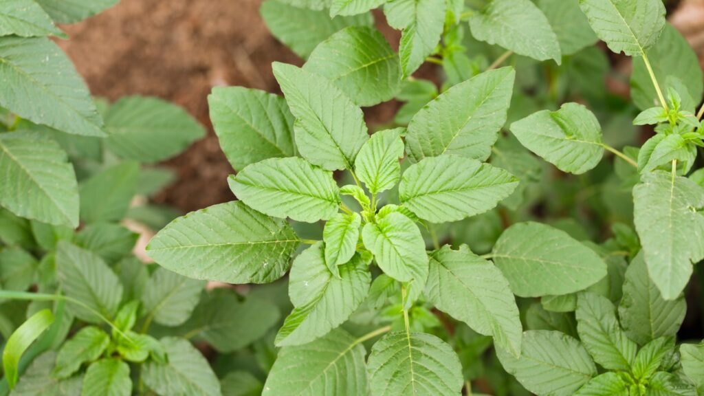 Wild Amaranth