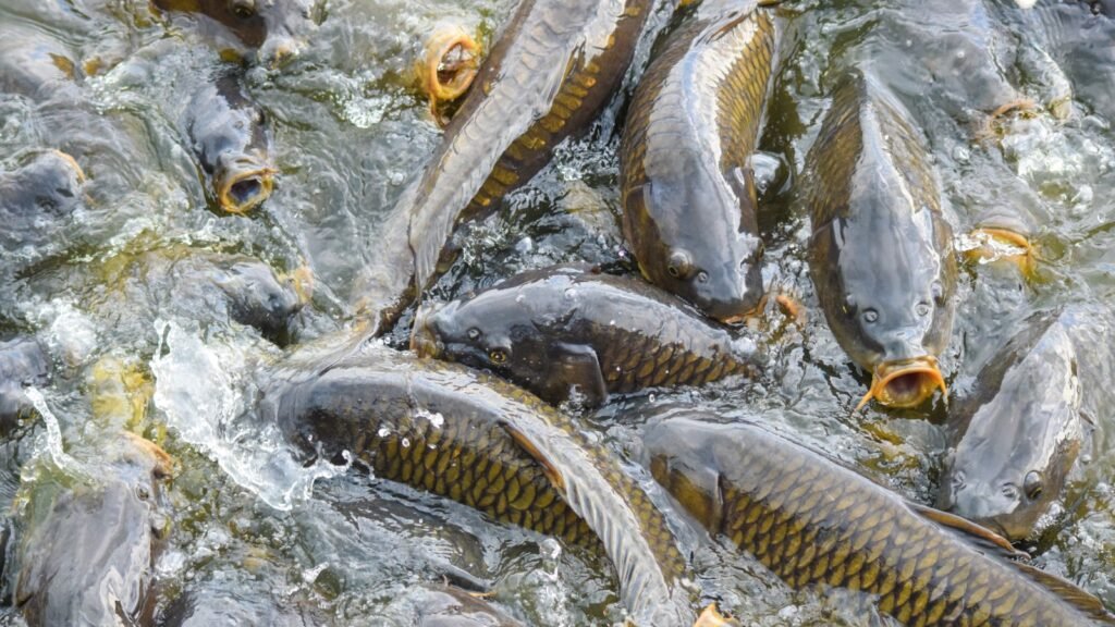 Invasive Carp