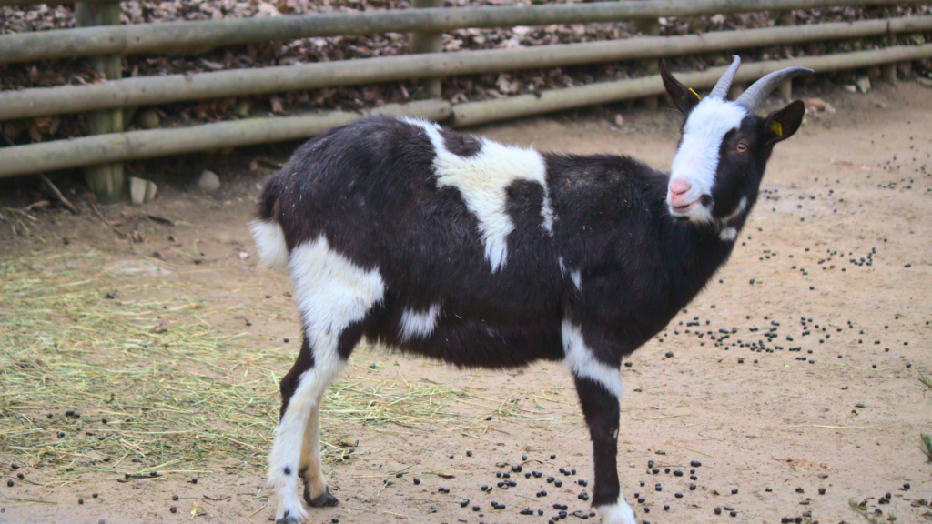 Dairy Goat