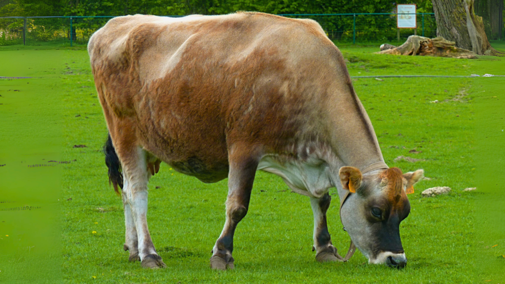 Jersey Cow