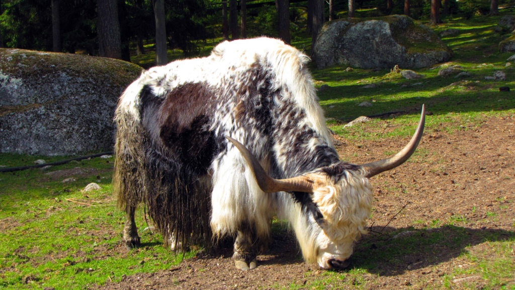 Yak