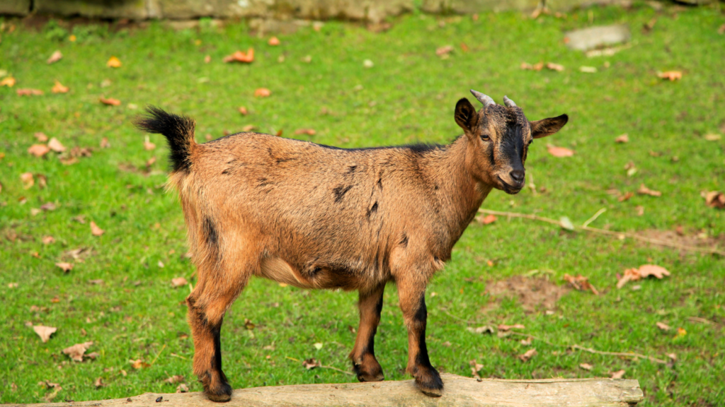 Pygmy Goat