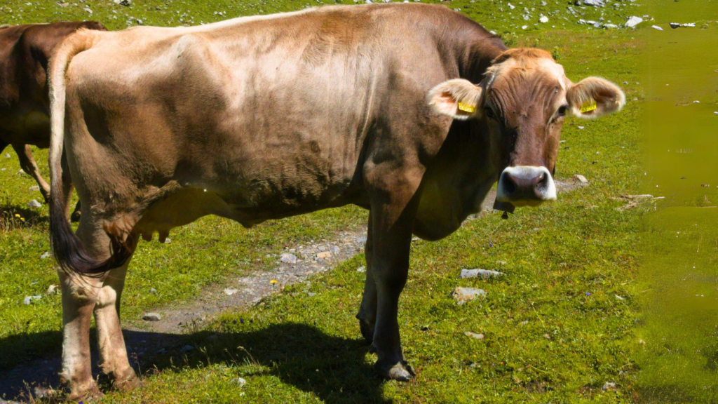 Brown Swiss Cow