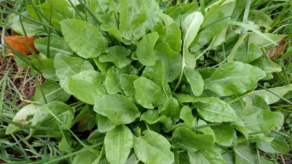 common sorrel