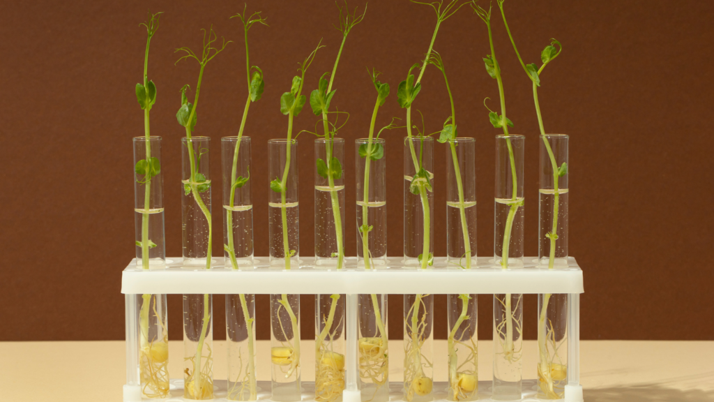 hydroponic root plant cuttings