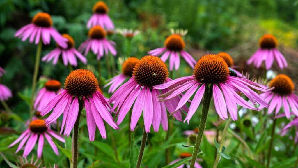 Echinacea flowers