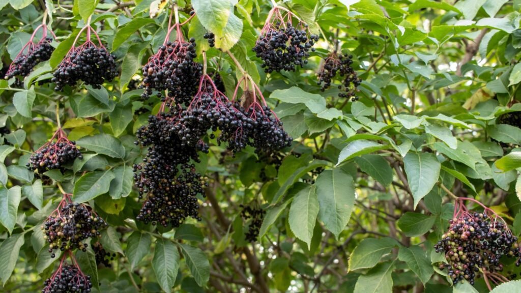 Elderberry