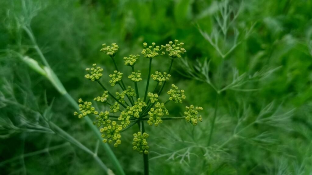 Fennel