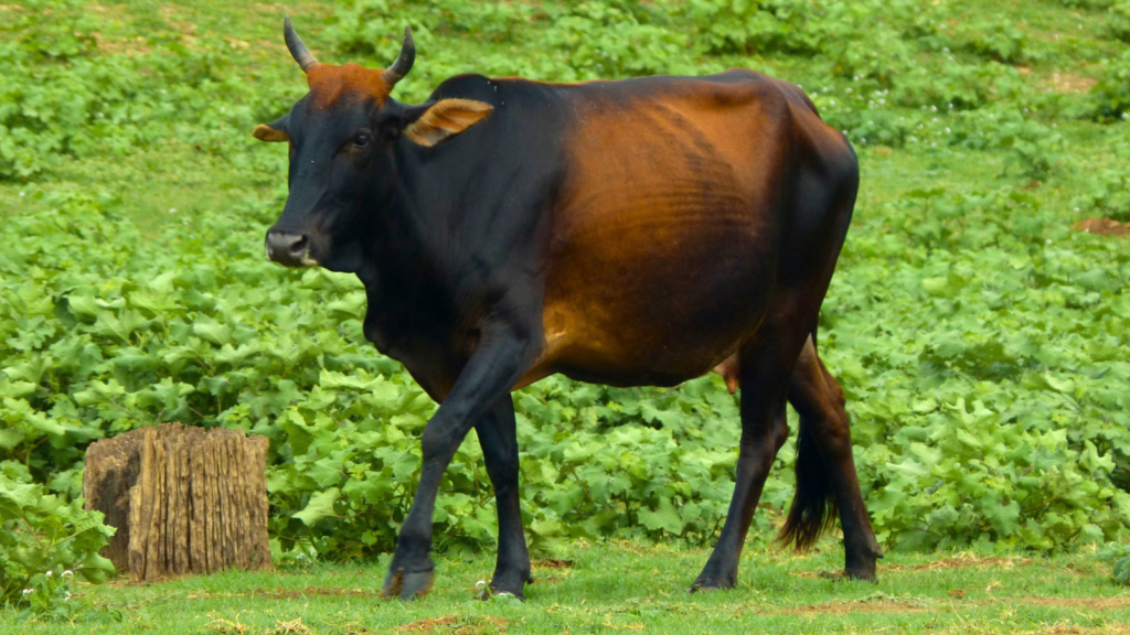 Zebu Cow