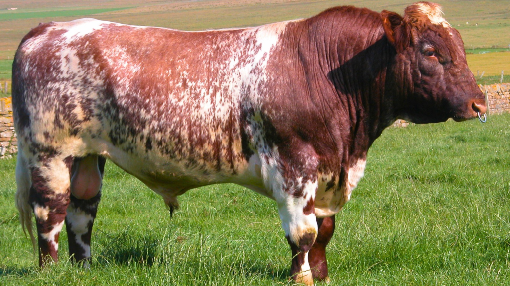 Shorthorn Cow