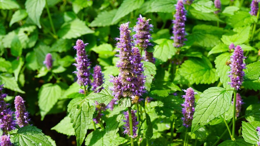 vibrant lavender flowers