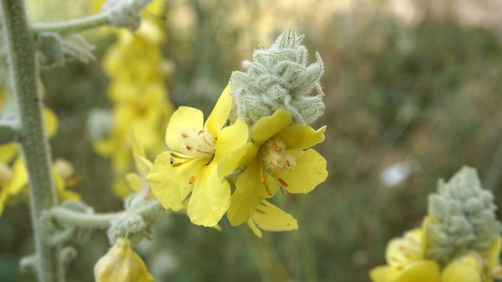 Mullein flower