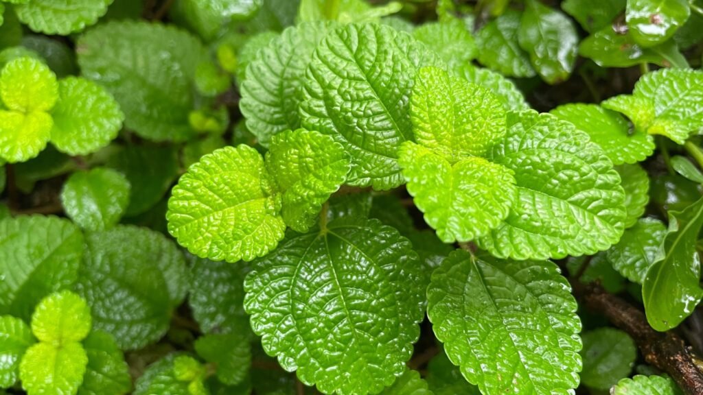 Peppermint Herb