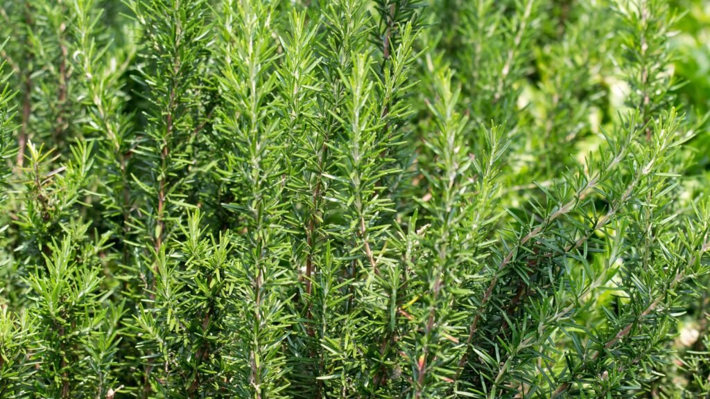 Fresh Rosemary Herb