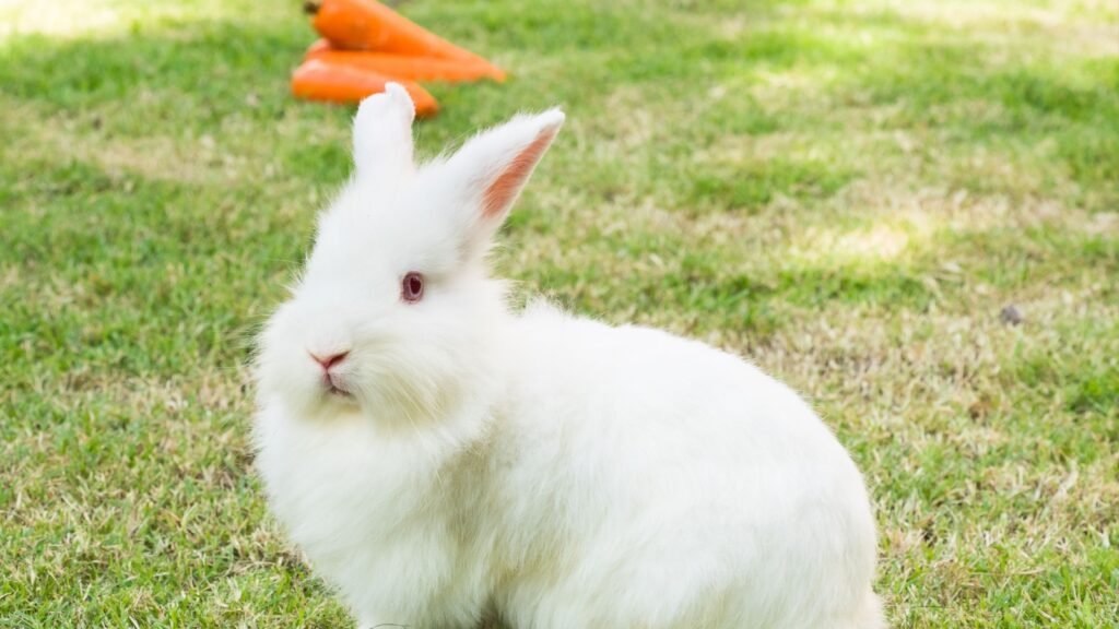 a new zealand white rabbit