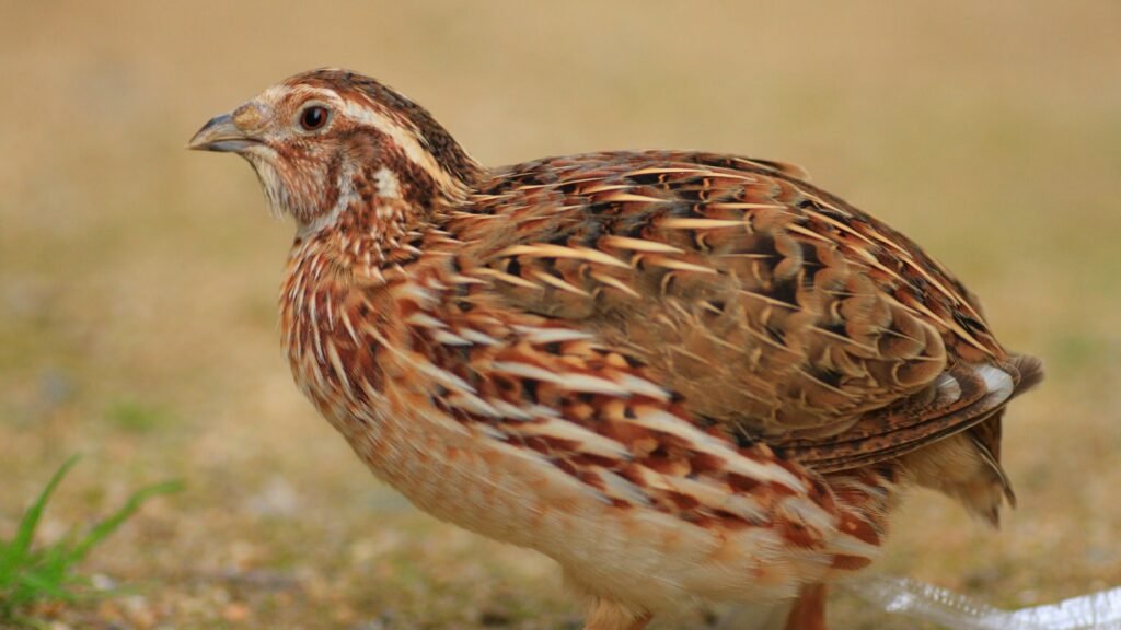 Close up photo of a coturnix quail