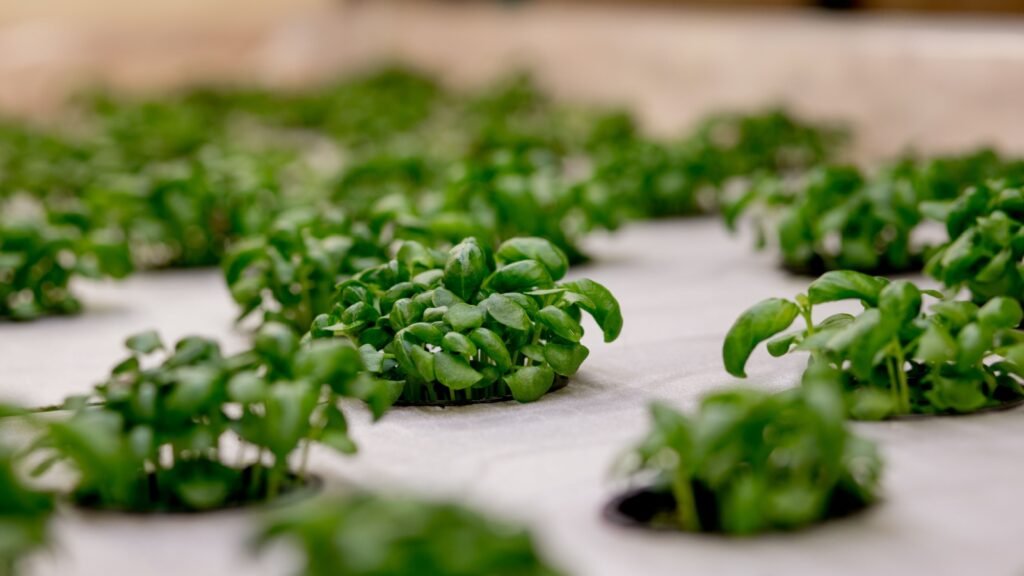 hydroponics herb garden