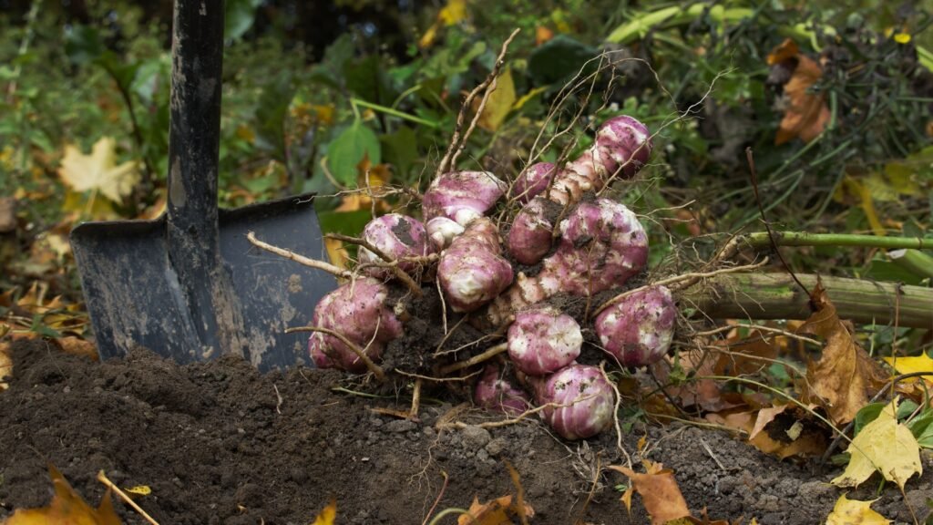 newly harvested jerusalem artichoke