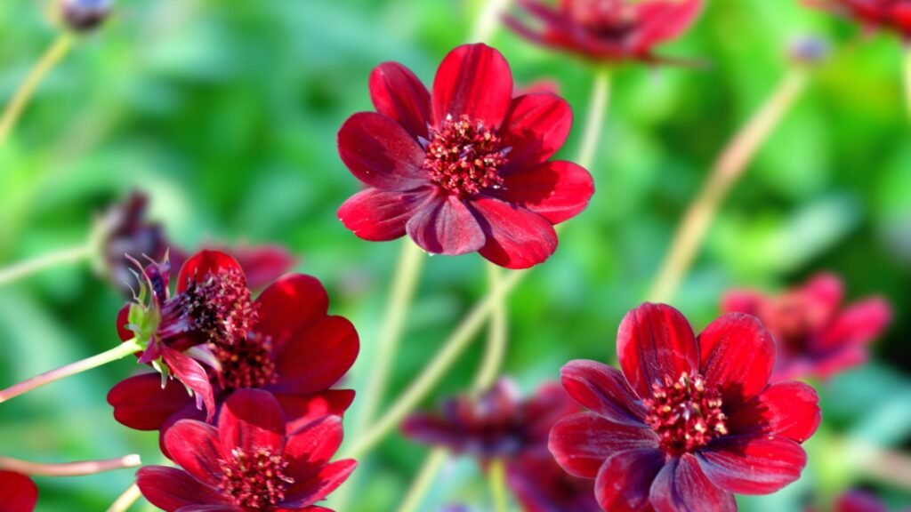 chocolate cosmos atrosanguineus