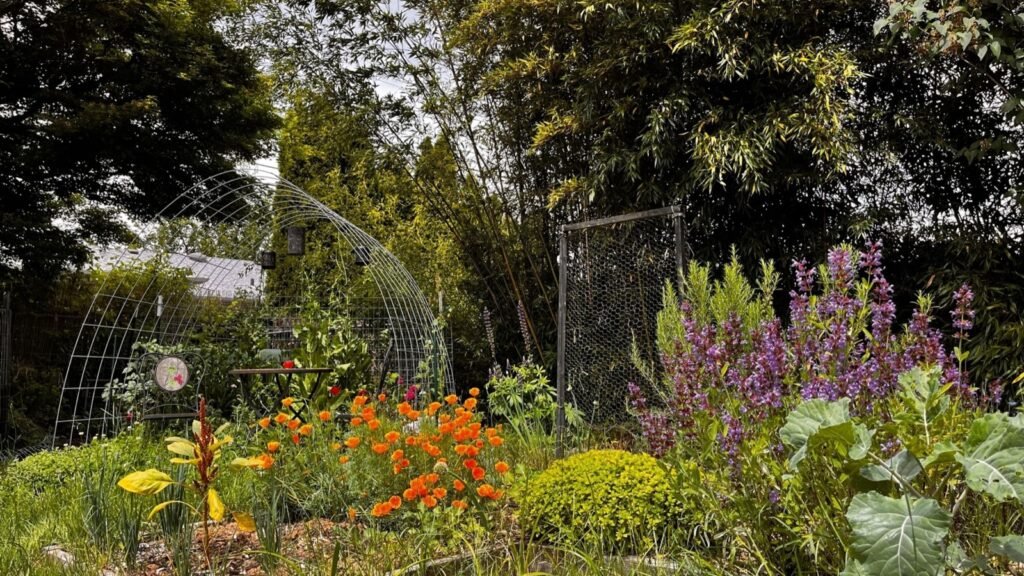 perennial food plant forest