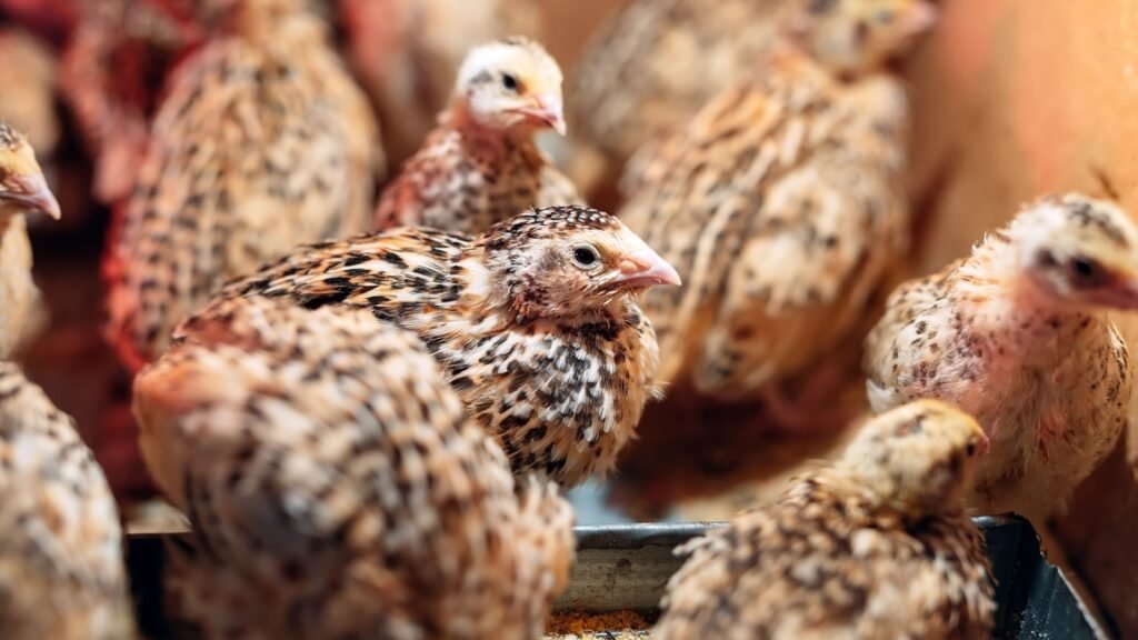 close up photo of a quail