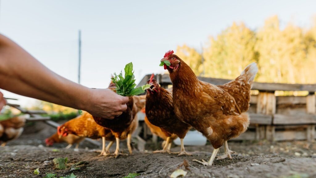 a live chicken in a homestead