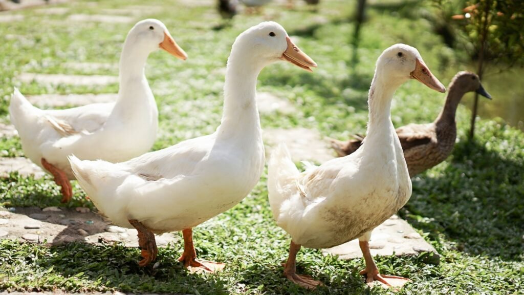 domestic ducks