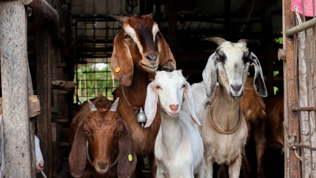 goats in a farm