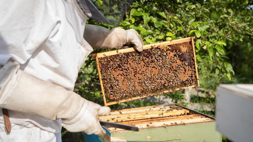 a bee farmer collecting honey