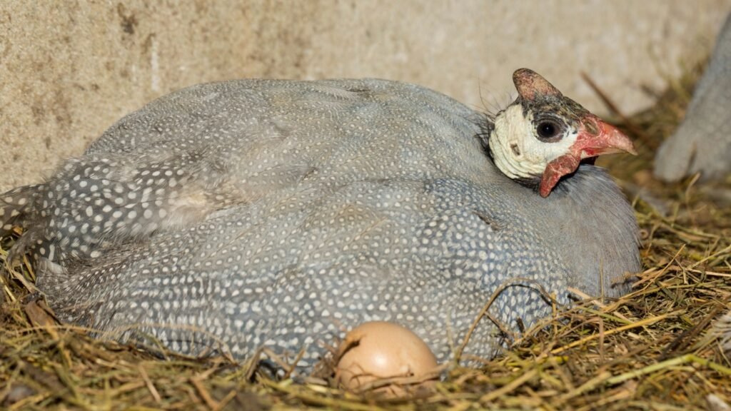 a guinea fowl with an egg