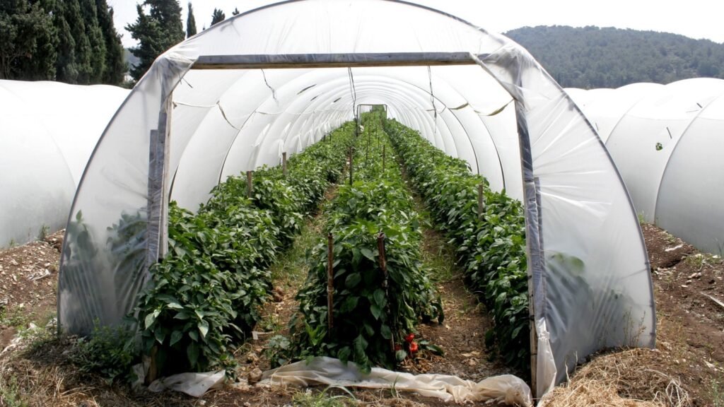 hoop house