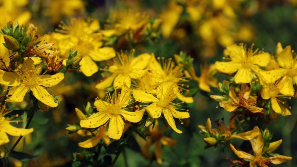 St. John's Wort flowers